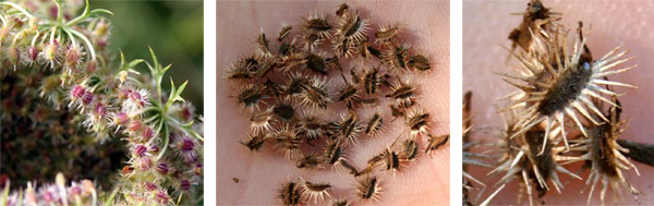 A small bristly seed is produced at the end of each flower stalk. The prickly seeds readily latch onto fur or feathers.