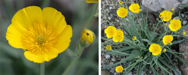 Flowers of Ranunculus gramineus.