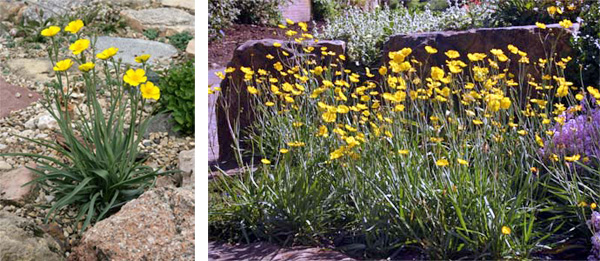 Ranunculus gramineus in a rock garden in south central Wisconsin (L) and at Kew Gardens, London, England (R).