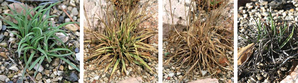 Early spring growth (L); plant starting to die back in late July (C-L); dormant by early August (C-R), and resuming growth in fall (R).