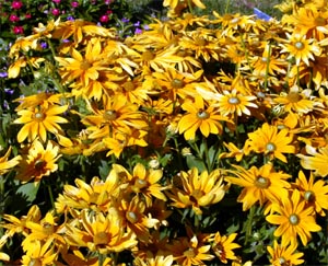 'Prairie Sun' black-eyed Susan in bloom