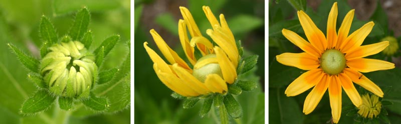 Flowers of 'Prairie Sun' open from green buds (L) to wide yellow daisies with an orange blush and green center (R)