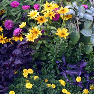 'Prairie Sun' mixes well with annuals