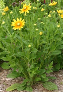 The plants grow first as basal clumps of leaves, then develop tall flower stems