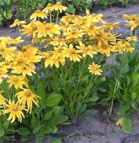 Flowers of 'Prairie Sun' are borne on strong stems