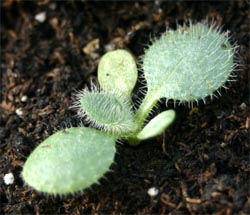 The hairy leaves of this species are evident even as seedlings