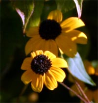 The ray flowers of Rudbeckia triloba are shorter and wider than most other coneflowers.