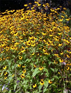 Rudbeckia triloba is covered with flowers when in bloom.