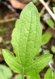 Rudbeckia triloba gets its scientific name from the 3-lobed leaves.