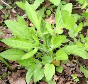 Rudbeckia triloba in spring.