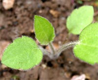 A seedling of Rudbeckia triloba.