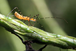 An assassin bug nymph, Costa Rica.