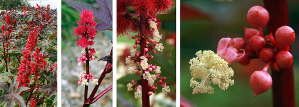  Les petites fleurs mâles sont produites sous les fleurs femelles terminales les plus visibles.