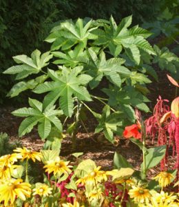 Castor bean is a fast-growing tender perennial large shrub or small tree.