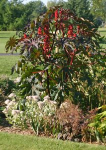 The large leaves and unusual seed pods make castor bean a dramatic addition to the ornamental garden.