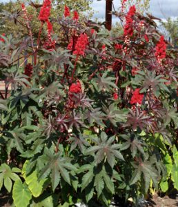 Castor bean is an exotic addition to the garden.