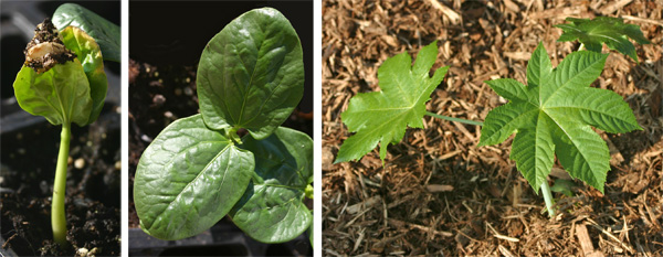 The large seeds germinate in 1-3 weeks (L) with smooth colyledons (C) that do not resemble the true leaves that are soon produced on the seedlings (R).