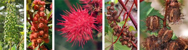 The spiny seed pods may be green (L), pink or red (C), but eventually turn brown and split open when ripe (R).