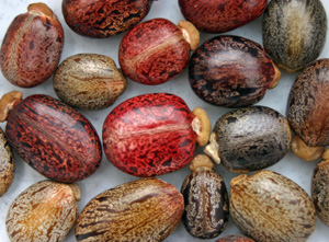 castor bean fruit