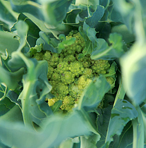 een ontwikkelend romanesco-hoofd.