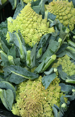 Cabezas de romanesco cosechadas.