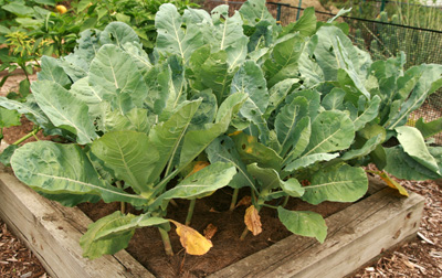 Romanesco requires the same care and growing conditions as broccoli, and looks very similir to that other vegetable.