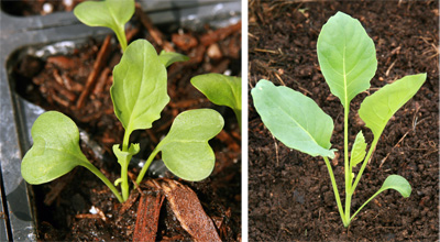  Frøplante (L) og unge Romanesco plante (R).