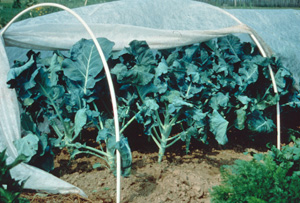 Broccoli plants covered with floating row cover stretched over bent PVC pipes.