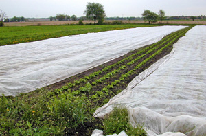 Floating row covers protecting young crops.