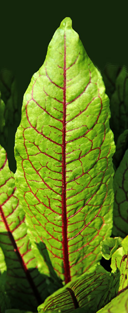 The leaves of bloody dock have a distinctive network or brightly colored veins.