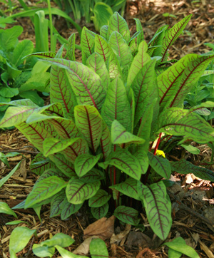 Rumex sanguineus