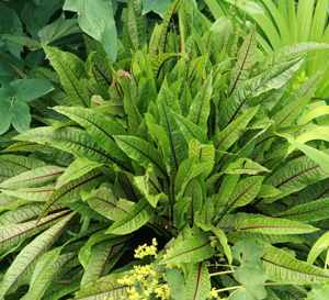 Bloody dock is usually grown as an ornamental, although it is edible.