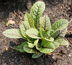 Young leaves of bloody dock in spring.