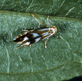 The adult leafminer is a tiny moth, barely 1/8 long.