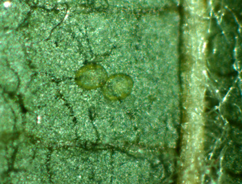 The eggs of STLM are tiny and translucent and very difficult to see without magnification.