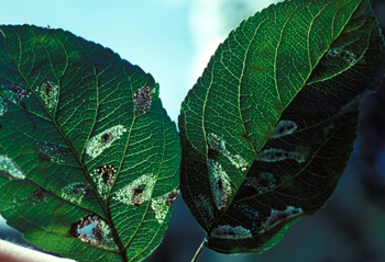 The spotted nature of leaf mines becomes apparent when leaves are held up to the light.