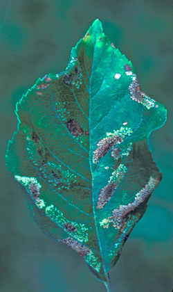 Typical leaf damage caused by STLM. The browner, drier mines are from a previous generation. This level of mines throughout a tree will likely lead to small and poor quality fruit.