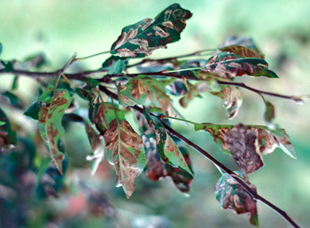 During severe outbreaks, leafminers will devour virtually all usable leaf tissue, resulting in brown, dry, shriveled leaves. Under such conditions trees are heavily stressed.
