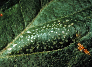 The blister-like mine caused by the larva of spotted tentiform leafminer is raised tent-like along its long axis and is dotted with small, pale-colored internal feeding spots. Hence the name spotted tentiform leafminer.