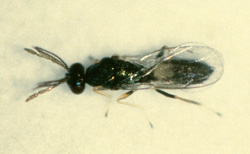 This tiny parasitic stingless wasp lays its egg into an STLM mine, where its larva will parasitize and kill the leafminer larva. Each female wasp is capable of laying many dozens of eggs. There are several types of such parasites, and they only attack leafminers. All three leafminer generations are attacked by such wasps, resulting in excellent biological control.