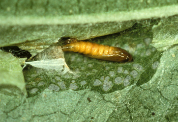 Once the larva finishes its growth it transforms into the intermediate pupa, from which the adult moth will eventually emerge.