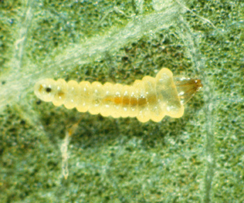A close-up of a sapfeeder larva. Note the flattened body and forward-projecting head and mouthparts, adaptations for a near 2-dimensional world.
