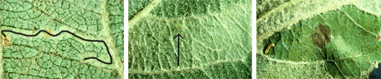 The early sapfeeder mine (L) is visible only from the lower leaf surface. The brown spot on the left is where the egg was laid and the hatched larva entered the leaf. The tiny larva usually turns when it hits a major leaf vein. The thin black line is an artists addition to show the path of the young leafminer. At this point, only a portion of the ultimate area of the mine has been established by the larva. The late sapfeeder mine (C) is still visible only from the lower leaf surface. Note that the mine is bounded by leaf veins, a common situation. The tiny young larva can be seen through the lower leaf epidermis (arrow). The leafs lower epidermis is easily removed from a fully-excavated mine (R). The late-stage sapfeeder larva is seen at the left of this photo.