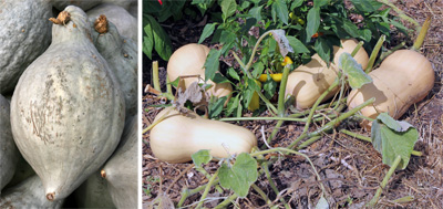 Hubbard squash (L) is very susceptible, while Buttternut (R) is somewhat resistant.
