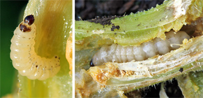 Small squash vine borer larva (L) and larger larva in vine stem (R).