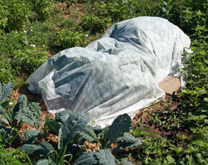 Floating row cover can be used to keep moths from laying eggs on squash plants.