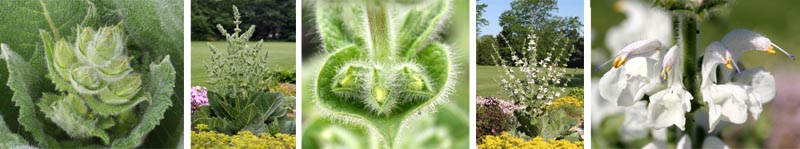 Silver sage (L-R): beginning of inflorescence; inflorescence before flowers; flower buds; in flower; closeup of tiny yellow flowers enclosed in white bracts.