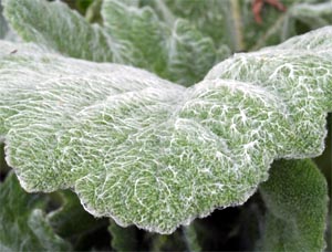 Silver sage has soft, furry leaves.