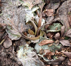Silver sage plants do not look good at the end of the winter.