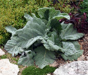 The silver leaves of Salvia argentea make a nice contrast to green and purple foliage.